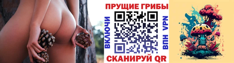 Галлюциногенные грибы Psilocybe  где купить   Североуральск 
